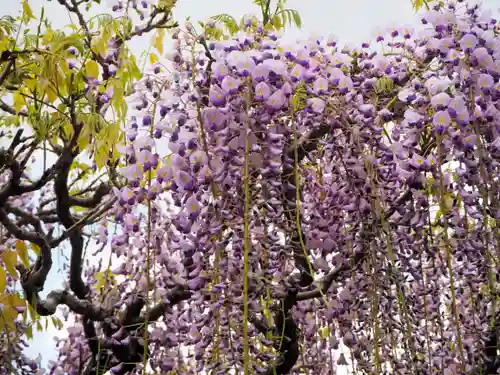 春日大社の自然