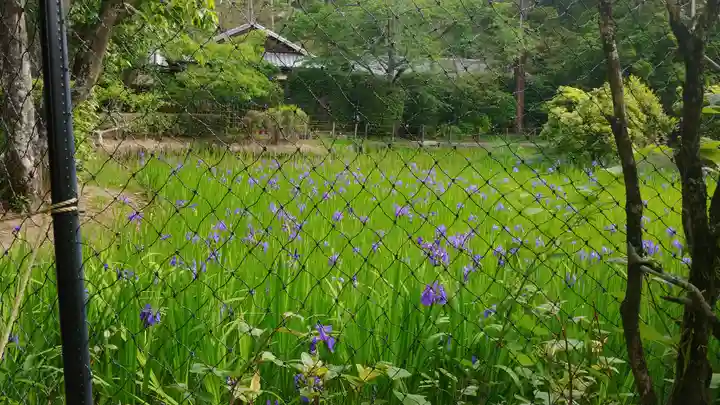 大田神社(賀茂別雷神社境外摂社)の景色
