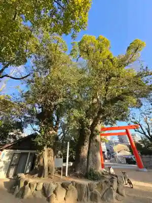 長田神社の{uncategorized: "未分類", other: "その他", undefined: "問題あり", building: "その他建物", grave: "お墓", sacred_gate: "鳥居", guardian: "狛犬", statue: "像", buddha: "仏像", history: "歴史", nature: "自然", garden: "庭園", animal: "動物", pagoda: "塔", temizu: "手水舎", mountain_gate: "山門・神門", sanctuary: "本殿・本堂", subordinate: "末社・摂社", art: "芸術", scenery: "景色", jizo: "地蔵", ema: "絵馬", goshuin: "御朱印", omikuji: "おみくじ", items: "授与品その他", amulet: "お守り", goshuincho: "御朱印帳", eats: "食事", festival: "お祭り", votive_dance: "神楽", shichigosan: "七五三参", wedding: "結婚式", experience: "体験その他", initially: "初詣", around: "周辺", anti_infection: "感染症対策"}