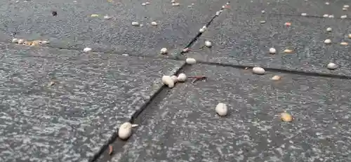くまくま神社(導きの社 熊野町熊野神社)のお祭り