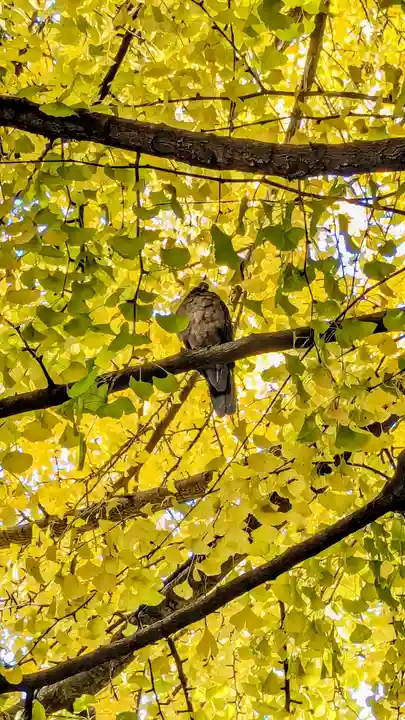 冠稲荷神社の動物
