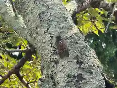 熊野神社(滋賀県)