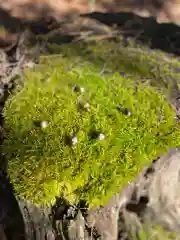 隠津島神社の自然