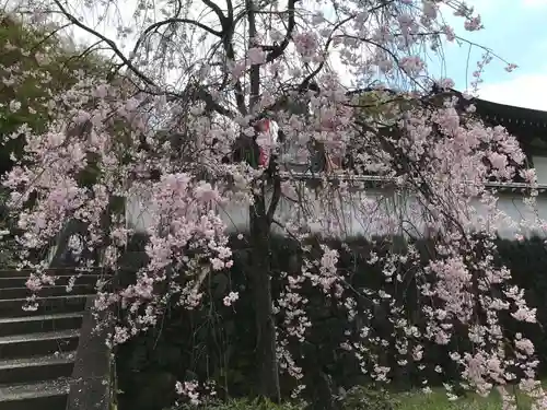岡寺（龍蓋寺）の自然