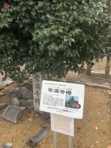 常満寺の庭園