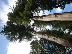 仲山神社（美杉町八知）の自然