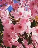 深山 飯盛寺の自然