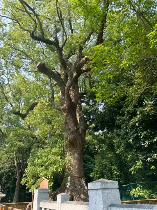 和泉國一之宮 大鳥大社の{uncategorized: "未分類", other: "その他", undefined: "問題あり", building: "その他建物", grave: "お墓", sacred_gate: "鳥居", guardian: "狛犬", statue: "像", buddha: "仏像", history: "歴史", nature: "自然", garden: "庭園", animal: "動物", pagoda: "塔", temizu: "手水舎", mountain_gate: "山門・神門", sanctuary: "本殿・本堂", subordinate: "末社・摂社", art: "芸術", scenery: "景色", jizo: "地蔵", ema: "絵馬", goshuin: "御朱印", omikuji: "おみくじ", items: "授与品その他", amulet: "お守り", goshuincho: "御朱印帳", eats: "食事", festival: "お祭り", votive_dance: "神楽", shichigosan: "七五三参", wedding: "結婚式", experience: "体験その他", initially: "初詣", around: "周辺", anti_infection: "感染症対策"}