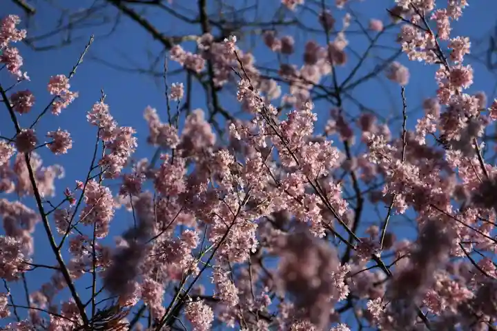 田村神社の自然