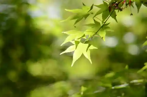 建仁寺（建仁禅寺）(京都府)