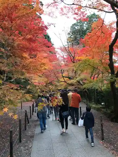 光明寺（粟生光明寺）の自然