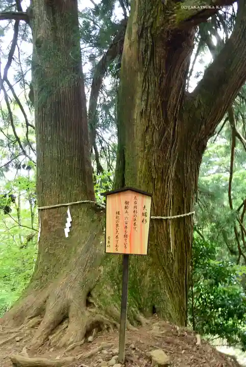 大山阿夫利神社本社の自然
