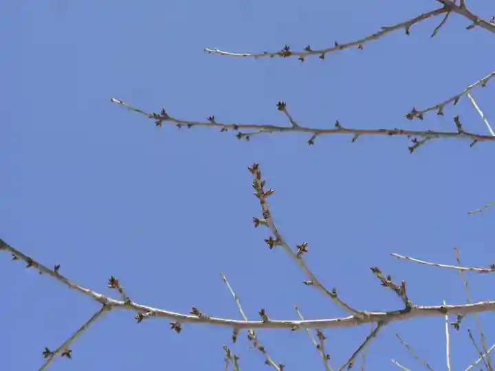 留辺蘂神社の自然