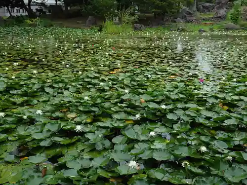 北海道護國神社の自然