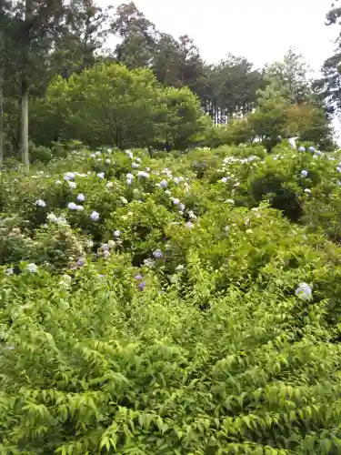 金泉寺の{uncategorized: "未分類", other: "その他", undefined: "問題あり", building: "その他建物", grave: "お墓", sacred_gate: "鳥居", guardian: "狛犬", statue: "像", buddha: "仏像", history: "歴史", nature: "自然", garden: "庭園", animal: "動物", pagoda: "塔", temizu: "手水舎", mountain_gate: "山門・神門", sanctuary: "本殿・本堂", subordinate: "末社・摂社", art: "芸術", scenery: "景色", jizo: "地蔵", ema: "絵馬", goshuin: "御朱印", omikuji: "おみくじ", items: "授与品その他", amulet: "お守り", goshuincho: "御朱印帳", eats: "食事", festival: "お祭り", votive_dance: "神楽", shichigosan: "七五三参", wedding: "結婚式", experience: "体験その他", initially: "初詣", around: "周辺", anti_infection: "感染症対策"}