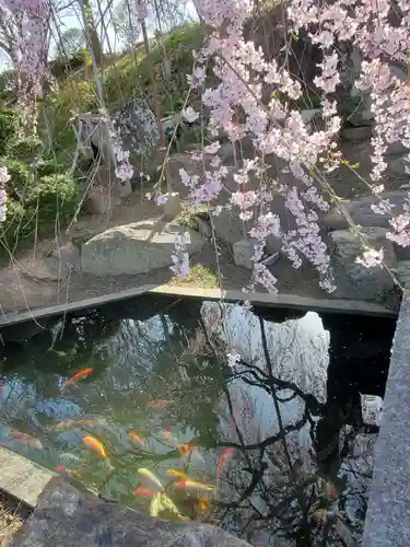 金毘羅桜(福島県)