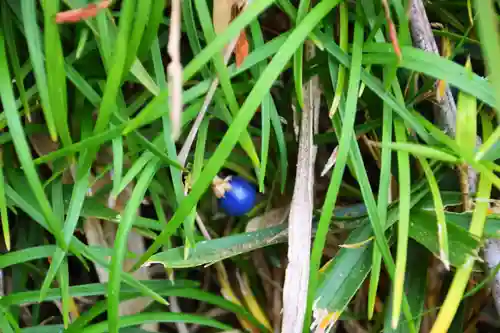 大六天麻王神社の自然