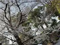 阿佐ヶ谷神明宮の自然