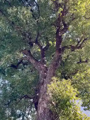 成願寺(神奈川県)