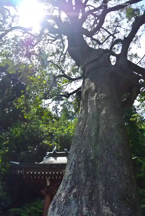 熊野神社(神奈川県)
