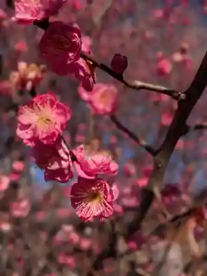 成願寺(東京都)