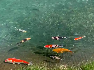 水分神社の動物