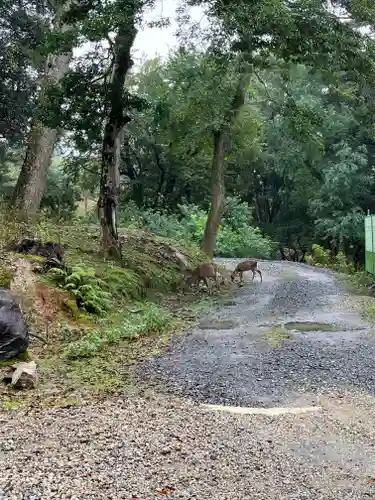 手向山八幡宮の動物