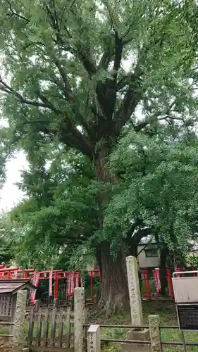 鬼子母神堂　(法明寺）の自然