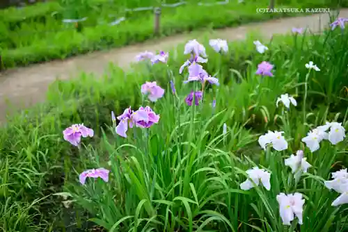 伊勢神宮外宮（豊受大神宮）の自然