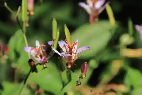 豊景神社の自然