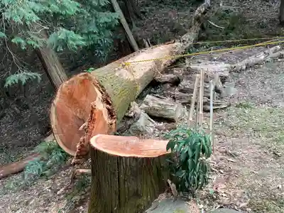 美濃夜神社の自然