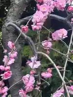 東京大神宮(東京都)