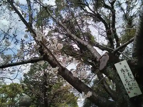 那古野神社の自然