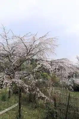 地蔵院(京都府)