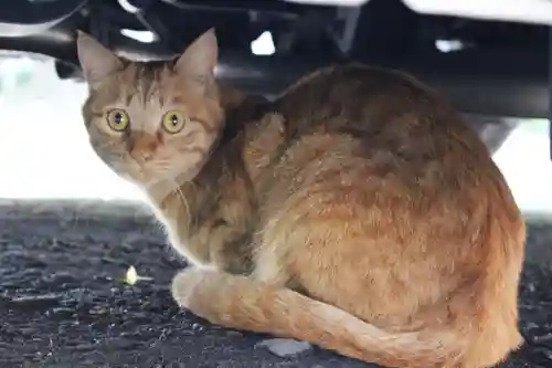 くまくま神社(導きの社 熊野町熊野神社)の動物