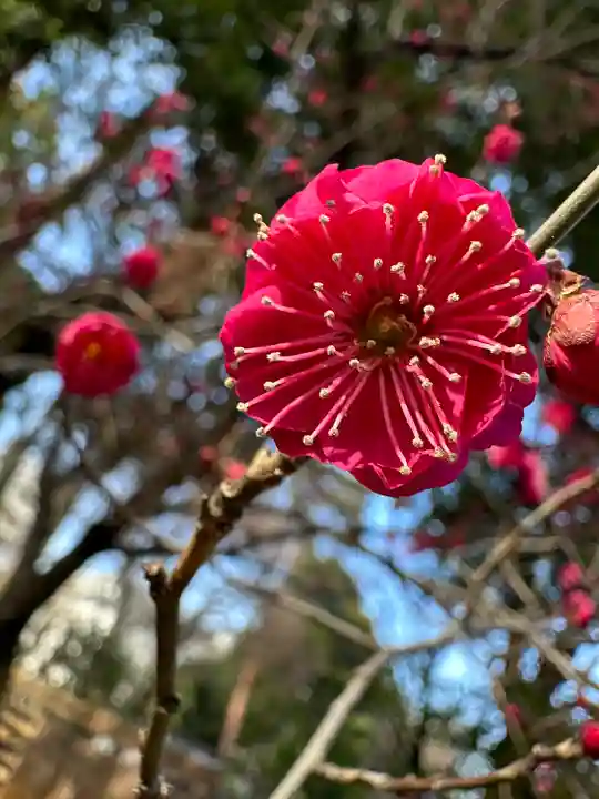 布多天神社(東京都)