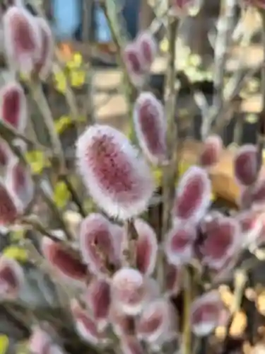 阿邪訶根神社(福島県)