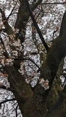 樫本神社（大原野神社境外摂社）(京都府)