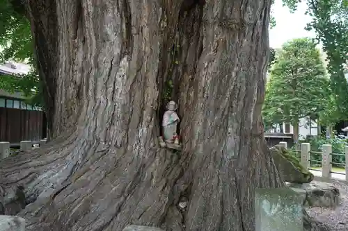 飛騨国分寺の自然