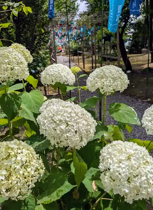 美瑛神社の自然