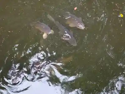 勝姫稲荷神社の動物