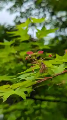 勝林寺(京都府)