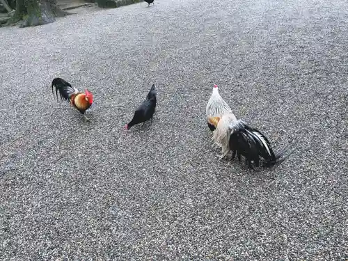 石上神宮の動物