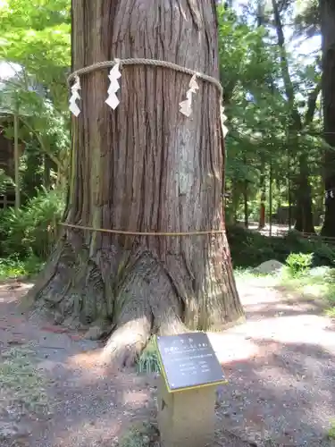 河口浅間神社のその他建物