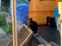 稲荷神社の動物