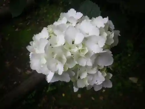 安國論寺（安国論寺）の自然