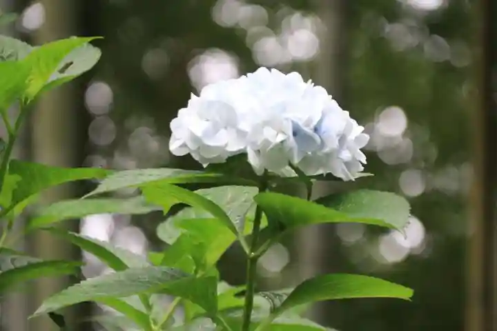 田村神社の自然
