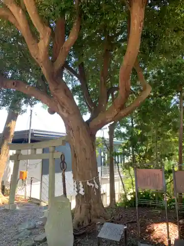 玉前神社の自然