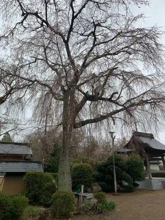 常福寺(千葉県)