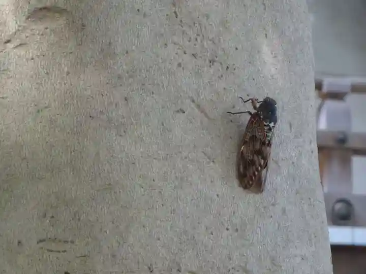 神鳥前川神社の動物